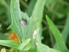 Fulgoromorpha