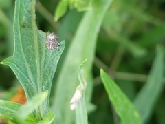 Fulgoromorpha