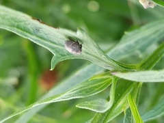 Fulgoromorpha