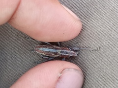 Naupactus xanthographus