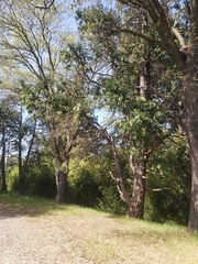 Calocedrus decurrens