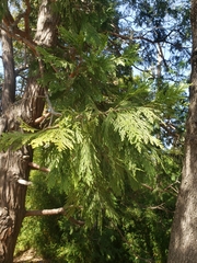 Calocedrus decurrens