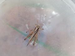 Orphulella punctata