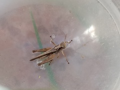 Orphulella punctata