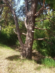 Calocedrus decurrens