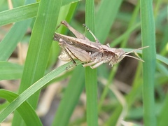 Orphulella punctata