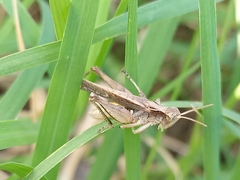 Orphulella punctata