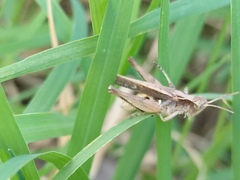 Orphulella punctata