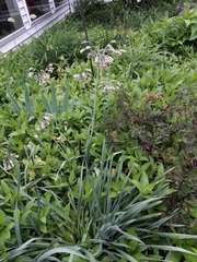 Allium siculum