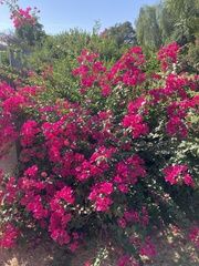 Bougainvillea