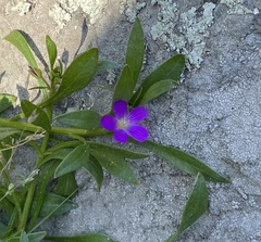 Calandrinia ciliata