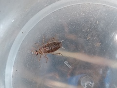 Ectobiidae