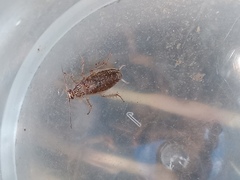 Ectobiidae