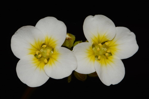 Image of Paysonia stonensis by (c) Brian Finzel, some rights reserved (CC BY-SA)