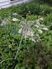 Allium siculum