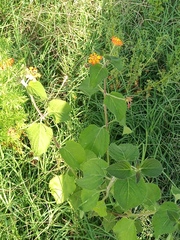 Lantana camara