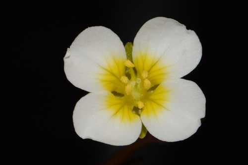 Image of Paysonia stonensis by (c) Brian Finzel, some rights reserved (CC BY-SA)