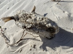 Ogcocephalus cubifrons