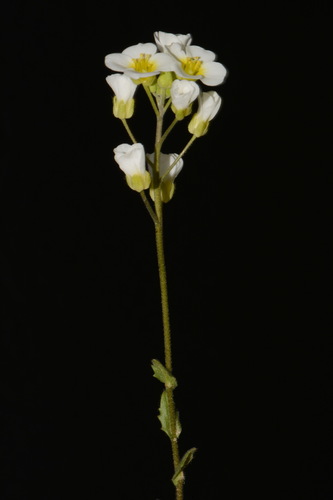 Image of Paysonia stonensis by (c) Brian Finzel, some rights reserved (CC BY-SA)