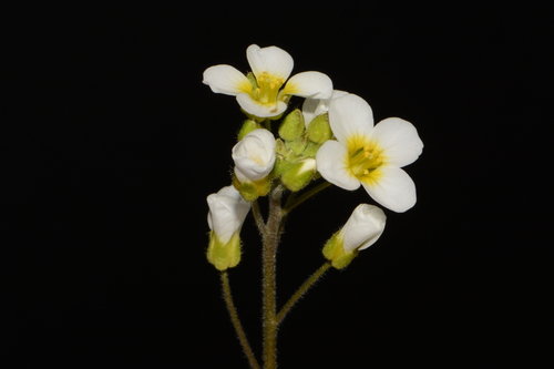 Image of Paysonia stonensis by (c) Brian Finzel, some rights reserved (CC BY-SA)