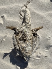 Ogcocephalus cubifrons