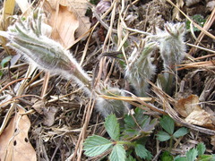 Pulsatilla cernua