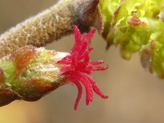 Corylus heterophylla