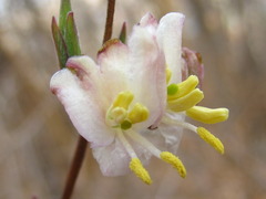 Lonicera harae