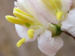 Lonicera harae