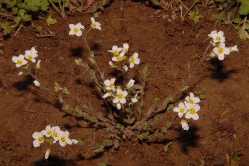 Image of Paysonia stonensis by (c) Brian Finzel, some rights reserved (CC BY-SA)