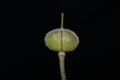 Stones River bladderpod (Paysonia stonensis)