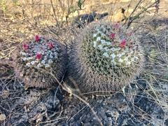 Mammillaria wagneriana
