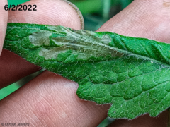 Rhectocraspeda periusalis