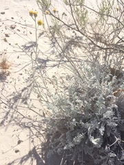 Hymenopappus filifolius cinereus