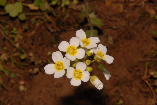 Image of Paysonia stonensis by (c) Brian Finzel, some rights reserved (CC BY-SA)
