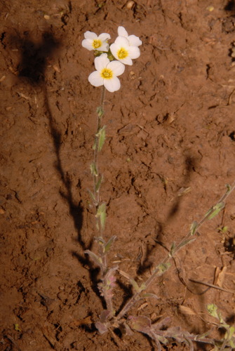Image of Paysonia stonensis by (c) Brian Finzel, some rights reserved (CC BY-SA)