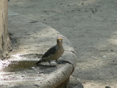 Melanerpes aurifrons