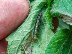 Rhectocraspeda periusalis