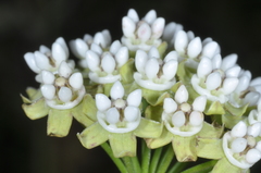 Funastrum gracile