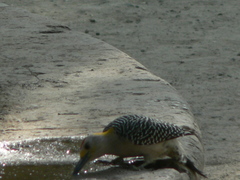 Melanerpes aurifrons