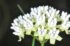 Funastrum gracile