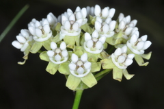 Funastrum gracile