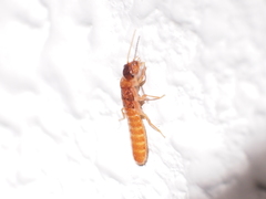 Coptotermes formosanus