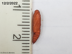 Rhectocraspeda periusalis