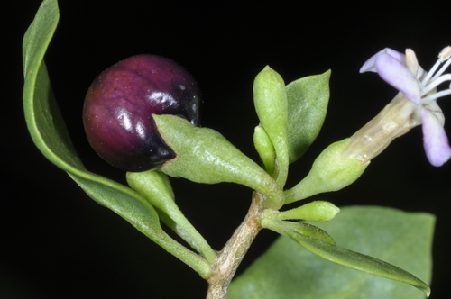 Image of Lycium americanum by (c) aacocucci, some rights reserved (CC BY)