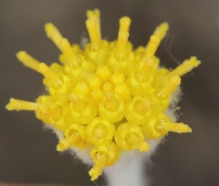 Hymenopappus filifolius cinereus