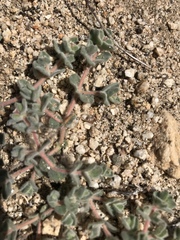 Euphorbia vallis-mortae