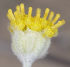 Hymenopappus filifolius cinereus