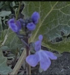 Linaria bipartita