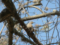 Melanerpes aurifrons